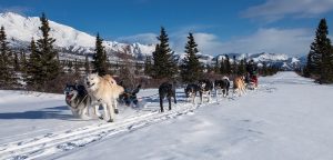 Dog Sledding in Alaska