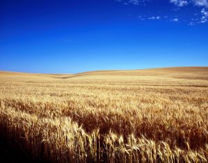 Cornfield along the Kansas Plains